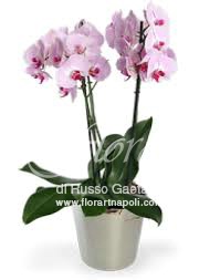 Orchidea Phaleonopsis rosa