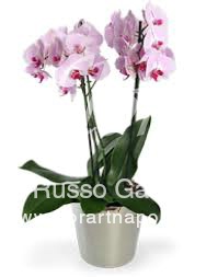Foto Orchidea Phaleonopsis rosa