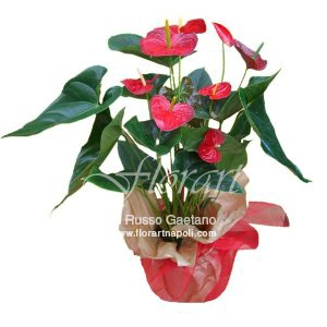 Pianta di Anthurium rosso