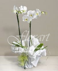 Orchidea Phaleonopsis bianca