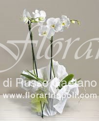 Foto Orchidea Phaleonopsis bianca