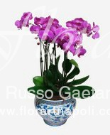 Vaso di caltagirone con orchidee Phaleonopsis