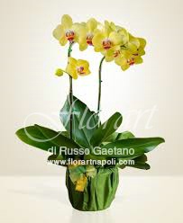 Orchidea Phaleonopsis gialla.