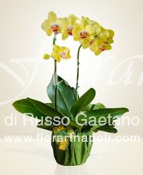 Foto Orchidea Phaleonopsis gialla.