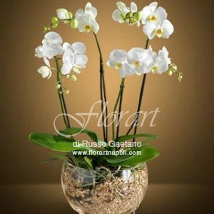 Orchidea Phaleonopsis bianca in vasodi vetro.