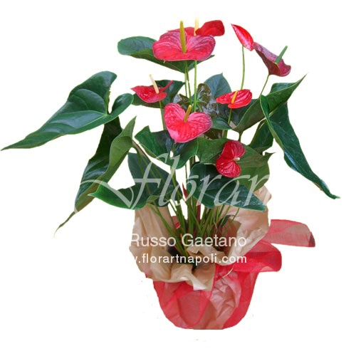 Pianta di Anthurium rosso