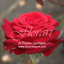 Rose rosse.