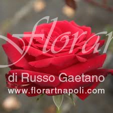 Rose rosse.