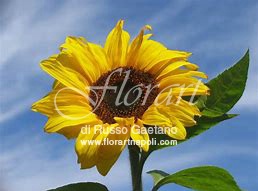 Girasole