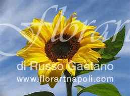 Foto Girasole