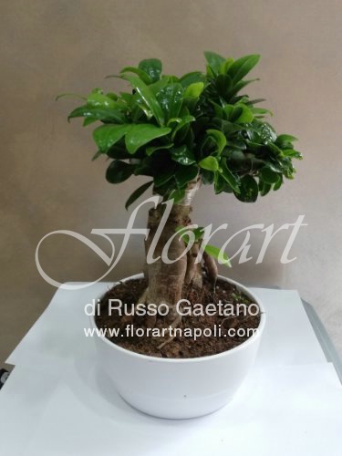 Foto Bonsai Ginseng