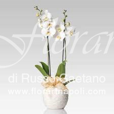 Foto Orchidea Phaleonopsis bianca