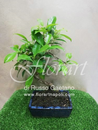 Ficus Retusa