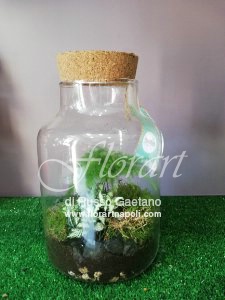 Terrarium Asparagus.