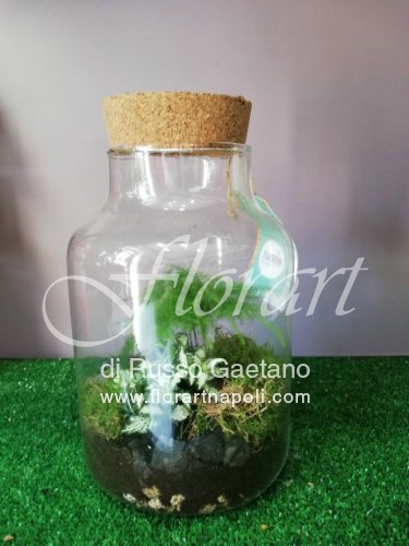 Foto Terrarium Asparagus.