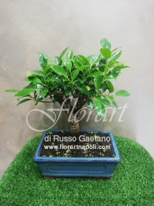 Ficus Retusa