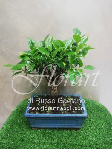 Foto Ficus Retusa
