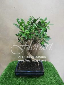Ficus Retusa