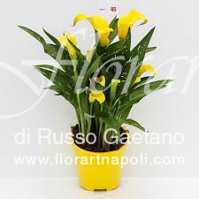 Foto Calla