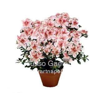 Foto Azalea
