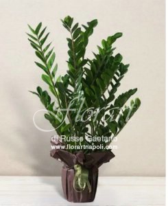 Zamioculcas