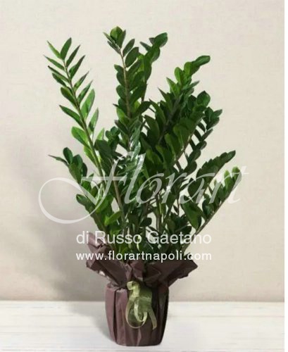 Foto Zamioculcas