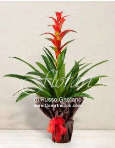 Bromelia