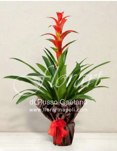 Foto Bromelia